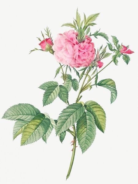 Agatha rose, Rosa gallica Agatha