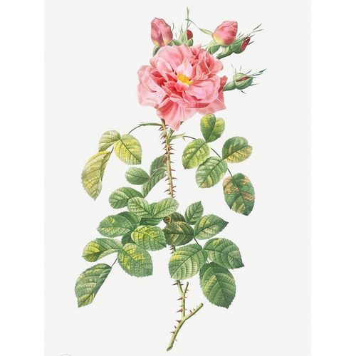 Four Seasons Rose, Rosa bifera variegata