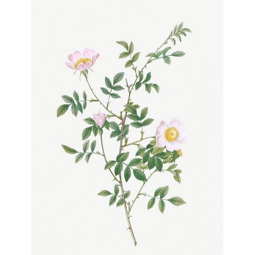 Pink Hedge Rose, Rosa sepium rosea