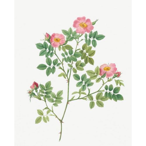 Corymb Rose, Rose Bush, Rosa dumetorum