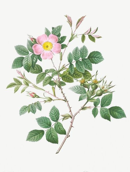 Malmedy Rose, Rosa Malmundariensis