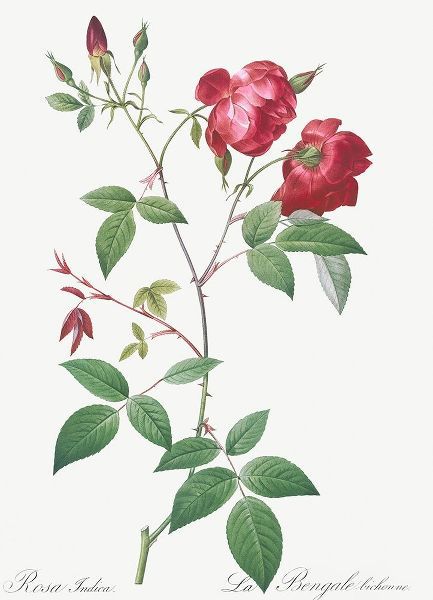 Velvet China Rose, Rosa indica