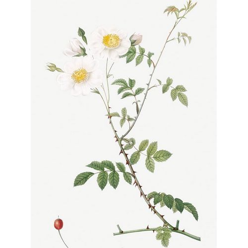 Field Rose, Rosebush with Ovoid Fruits, Rosa arvensis ovata