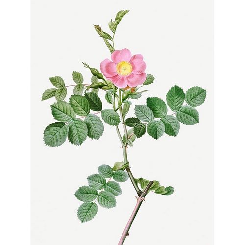 Sweet-Brier Rosebush, Rosa rubiginosa cretica