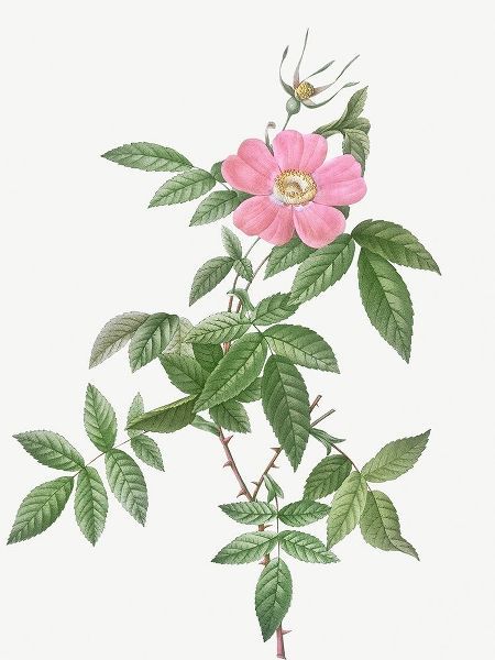 Boursault Rose, Rosa reclinata flore simplici