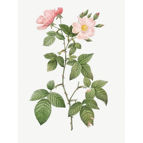 Rosa glauca, Rosebush with Bramble Leaves, Rosa rubifolia