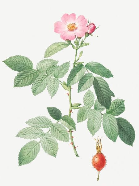 The Apple Rose, Rosa villosa