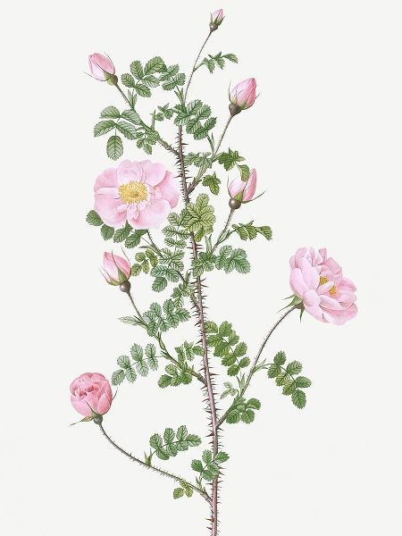 Double Pink Scotch Briar, Red Pimple Rose, Rosa pimpinellifolia rubra
