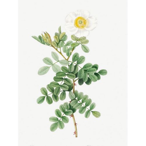 Macartney Rose, Rosa bracteata