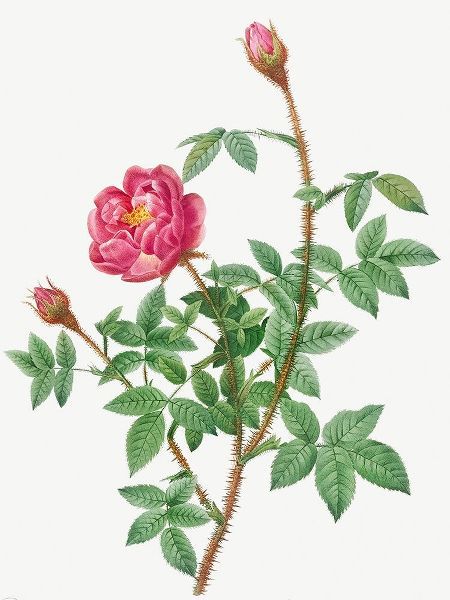 Anemone Flowered Rose Muscosa, Rosa muscosa anemone flora