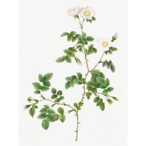 White Sweetbriar, Wild Rose of Valiant, Rosa rubignosa vaillantiana