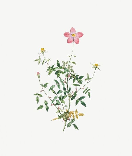 Single Dwarf China Rose, Rosa indica pumila, flore simplici