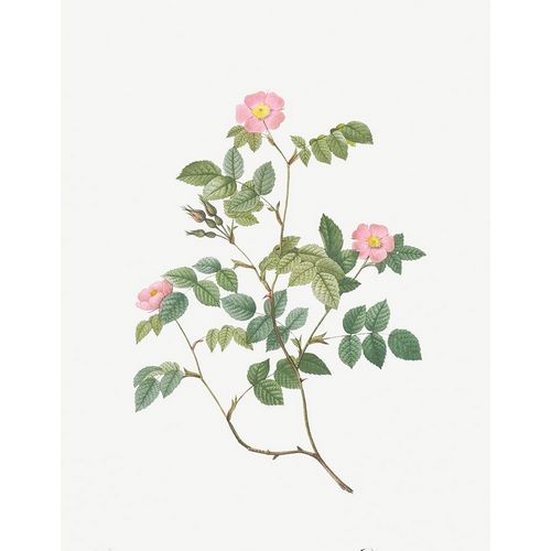 Eglantine, Wild Rosehips, Rosa rubiginosa nemoralis
