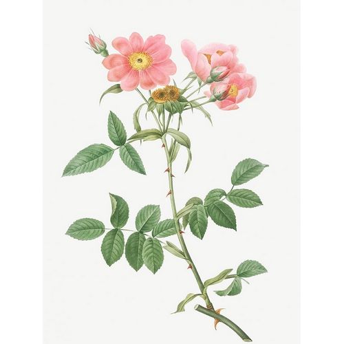 Rose of Lady Monson, Rosa collina monsoniana