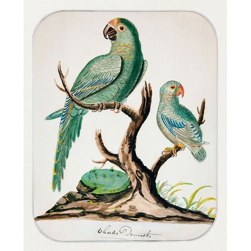Two Parrots on a Barren Tree