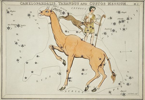 Hall, Sidney 아티스트의 Astronomical chart illustration of the Camelopardalis-Tarandus and the Custos Messium 작품