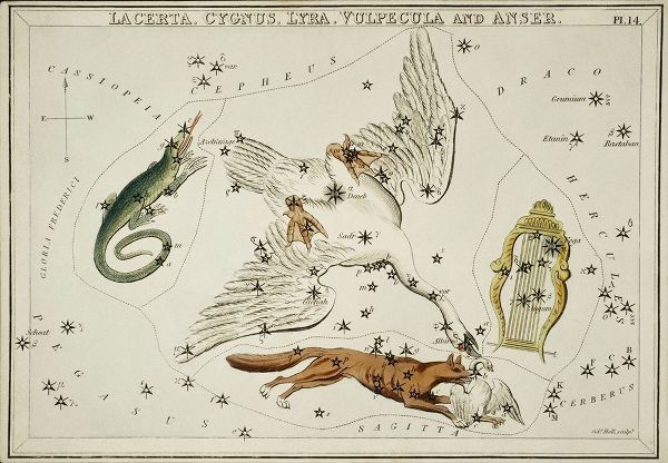 Hall, Sidney 아티스트의 Astronomical chart illustration of the Lacerta-Cygnus-Lyra-Vulpecula and the Anser 작품