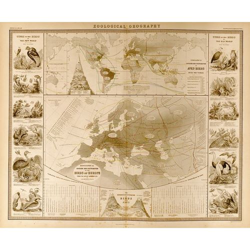 Vintage Maps 아티스트의 Zoological Geography Birds of the World 작품