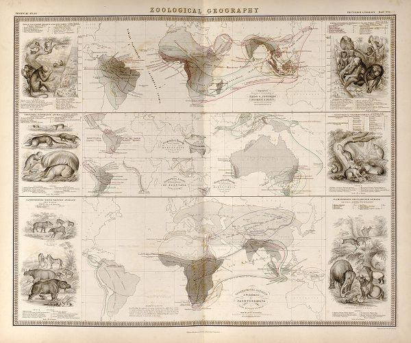 Vintage Maps 아티스트의 Zoological Geography Birds of the World Primates Pachydrms Marsupials 작품