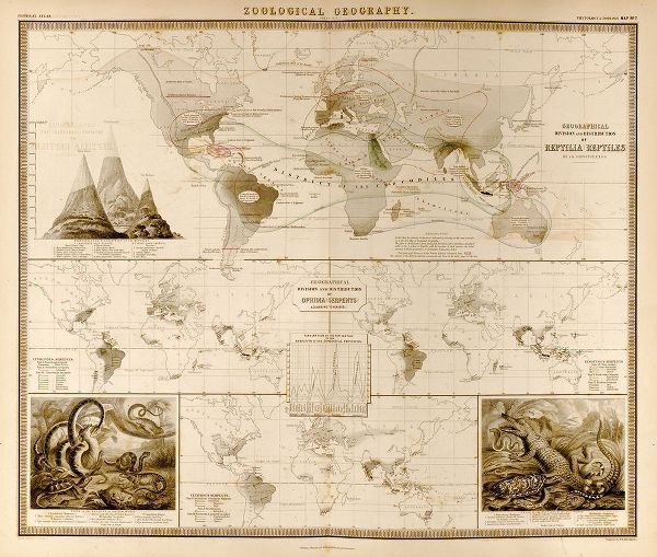 Vintage Maps 아티스트의 Reptiles Serpents Ophidia of the World 작품