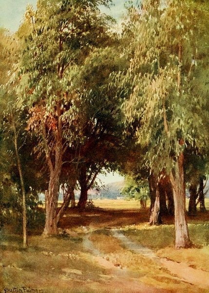 Palmer, Sutton 아티스트의 A Eucalyptus Grove-California 1914 작품