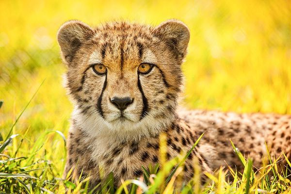 Animal Photography 작가의 Cheetah 작품