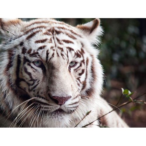 Highsmith, Carol 작가의 White Bengal Tiger 작품