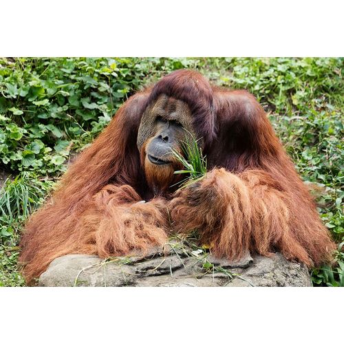 Highsmith, Carol 작가의 Orangutan 작품