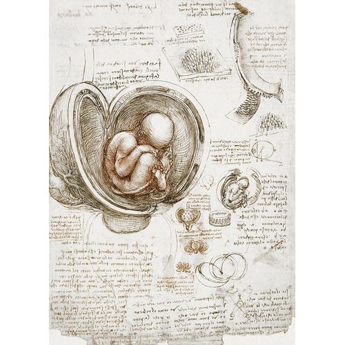 da Vinci, Leonardo 아티스트의 Studies of the Foetus in the Womb 작품