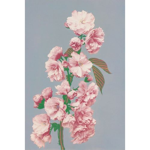 Kazumasa, Ogawa 아티스트의 Cherry Blossom작품입니다.