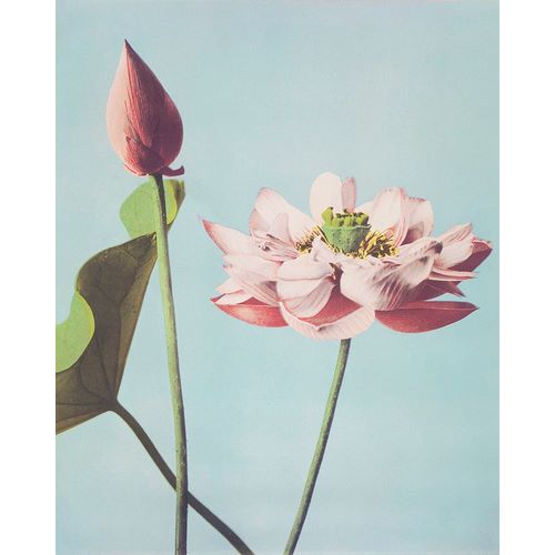 Kazumasa, Ogawa 아티스트의 Lotus Flowers작품입니다.
