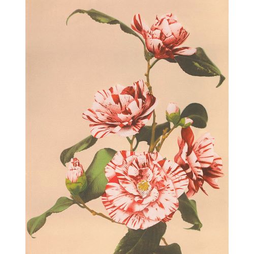 Kazumasa, Ogawa 아티스트의 Striped Camellias작품입니다.