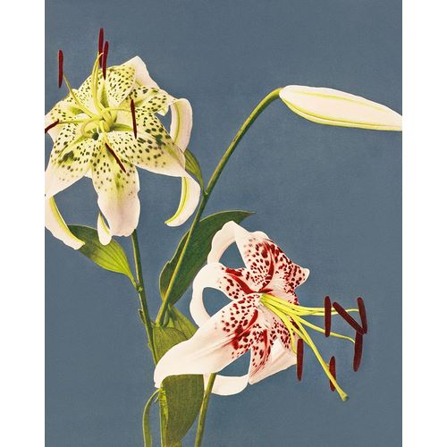Kazumasa, Ogawa 아티스트의 Lilies collotype from Japan작품입니다.
