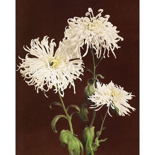 Kazumasa, Ogawa 아티스트의 Chrysanthemum작품입니다.