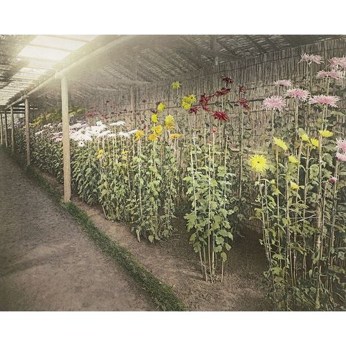 Kazumasa, Ogawa 아티스트의 Chrysanthemum Garden II작품입니다.