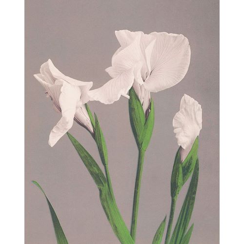 Kazumasa, Ogawa 아티스트의 White Irises작품입니다.