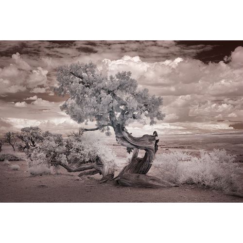 Highsmith, Carol 작가의 Twisted tree in the Desert near the Salton Sea-California 작품