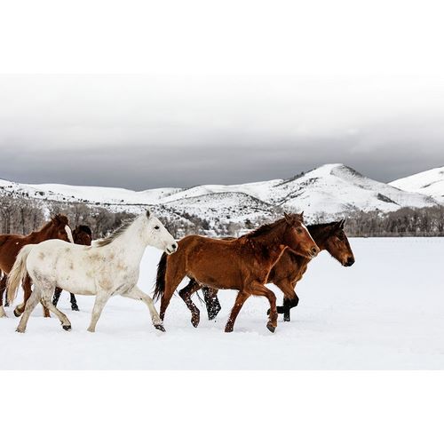 Highsmith, Carol 작가의 Wild and Domesticated Horses-Ladder Livestock Ranch-Wyoming Colorado border 작품