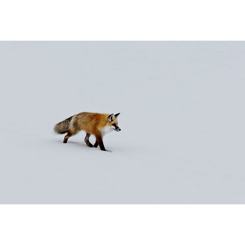 Highsmith, Carol 작가의 A red fox prowls for voles 작품