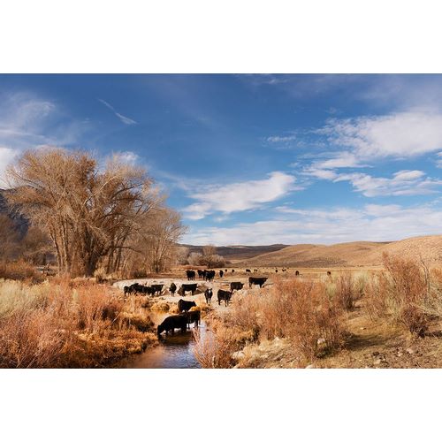 Highsmith, Carol 작가의 Cattle grazing in a meadow-Bishop-Mono County-California 작품