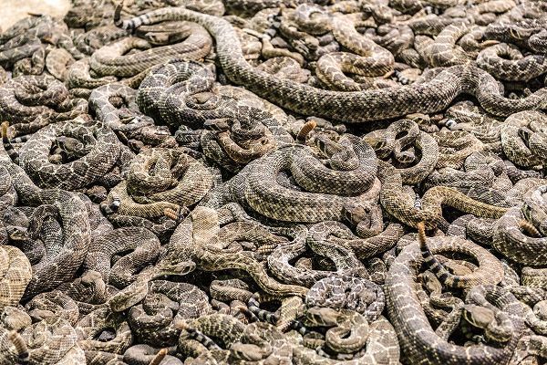 Highsmith, Carol 작가의 The Worlds Largest Rattlesnake Roundup in Sweetwater-Texas 작품