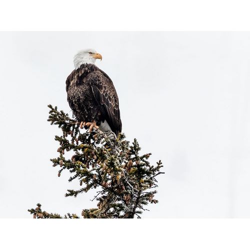 Highsmith, Carol 작가의 A Young Bald Eagle-Yellowstone National Park-Wyoming 작품