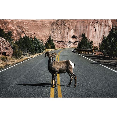 Highsmith, Carol 작가의 A Bighorn Sheep in Colorado National Monument-Mesa County-Colorado 작품