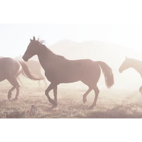 Highsmith, Carol 작가의 Roundup of Horses-Riverside-Wyoming 작품