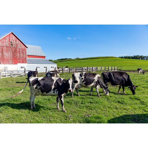 Highsmith, Carol 작가의 Holstein Dairy Cows at a Farm 작품