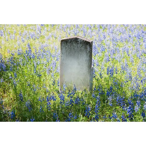 Highsmith, Carol 작가의 Headstone in Field of Flowers 작품