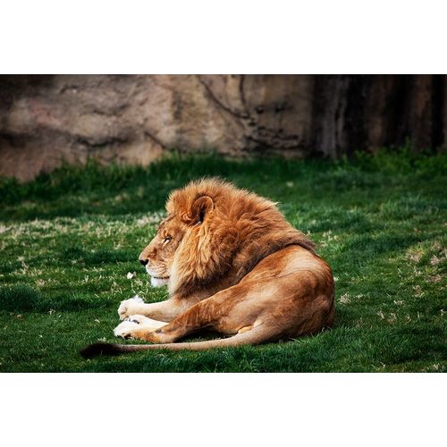 Highsmith, Carol 작가의 Lions at the Montgomery Zoo in Oak Park-Alabama 작품
