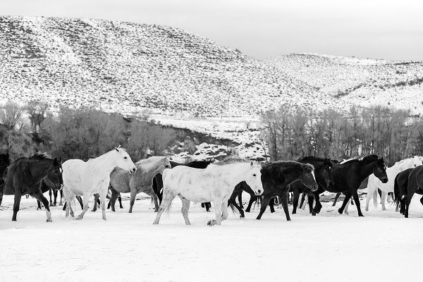 Highsmith, Carol 작가의 Wild Horses at the Wyoming-Colorado border 작품