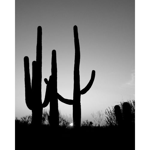 Highsmith, Carol 작가의 Saguaro Cactus near Tucson-Arizona 작품