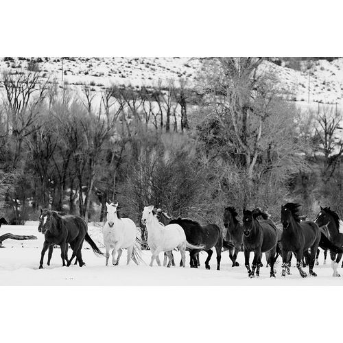 Highsmith, Carol 작가의 Wild Horses at the Wyoming-Colorado border II 작품